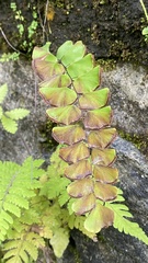 Adiantum philippense