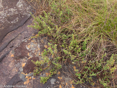 Myrothamnus flabellifolius