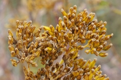 Flaveria chlorifolia