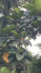 Artocarpus elasticus