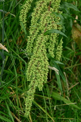 Rumex crispus