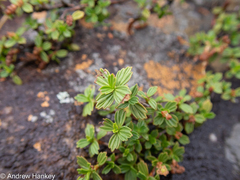 Myrothamnus flabellifolius