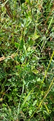Lathyrus tuberosus