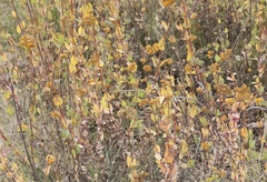 Flaveria chlorifolia