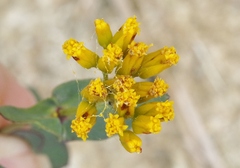 Flaveria chlorifolia