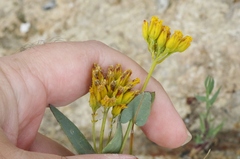 Flaveria chlorifolia
