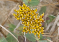 Flaveria chlorifolia