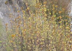 Flaveria chlorifolia