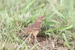Galerida modesta