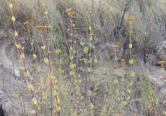 Flaveria chlorifolia