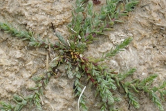 Suaeda calceoliformis