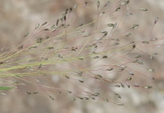 Muhlenbergia villiflora