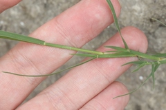 Muhlenbergia villiflora