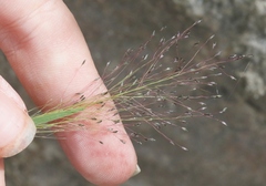 Muhlenbergia villiflora