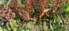 Rumex hydrolapathum