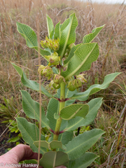 Pachycarpus concolor