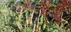 Rumex hydrolapathum
