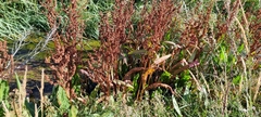 Rumex hydrolapathum