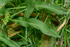 Rumex crispus