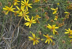 Senecio warnockii