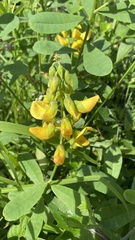 Crotalaria pallida