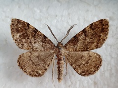 Deileptenia ribeata