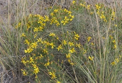 Senecio warnockii