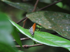 Drupadia ravindra