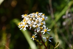 Aster scaber