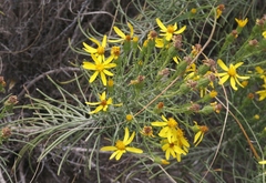 Senecio warnockii