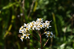 Aster scaber