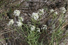 Lepidium alyssoides