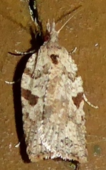 Ctenopseustis