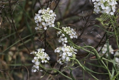 Lepidium alyssoides