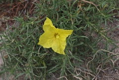 Oenothera hartwegii