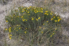Senecio warnockii