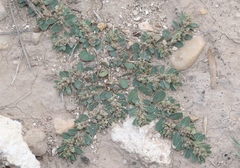 Euphorbia stictospora
