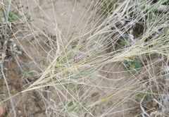 Scleropogon brevifolius
