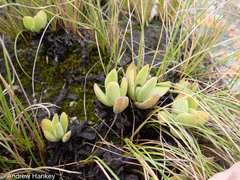 Crassula swaziensis