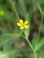 Linum trigynum
