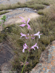 Syncolostemon