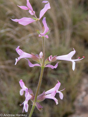 Syncolostemon