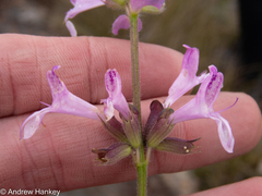 Syncolostemon