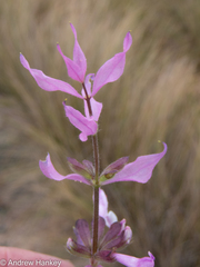 Syncolostemon