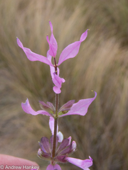 Syncolostemon