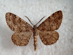 Deileptenia ribeata
