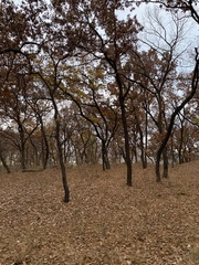 Quercus acutissima