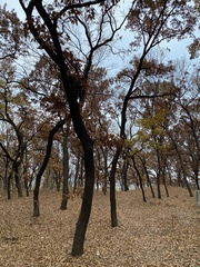 Quercus acutissima