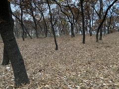 Quercus acutissima