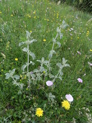 Marrubium incanum